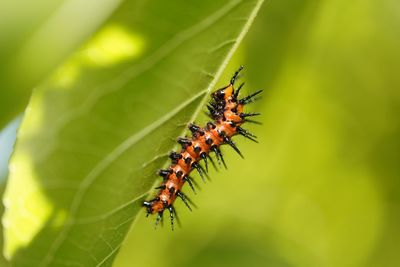 Close-up of insect on plant