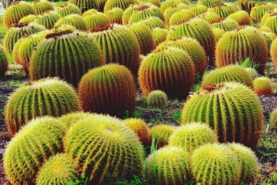 Full frame shot of succulent plants on field