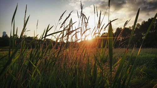 Scenic view of field against sky at sunset