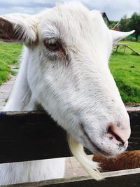 Close-up of goat at farm