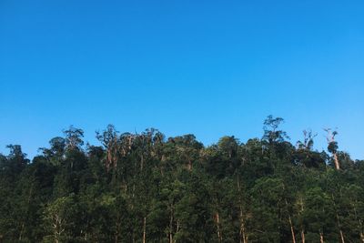 Low angle view of trees against clear blue sky