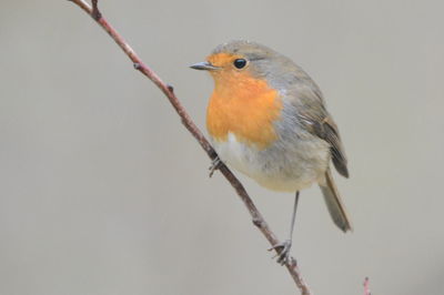 Close-up of bird perching on branch