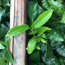 High angle view of wet leaves