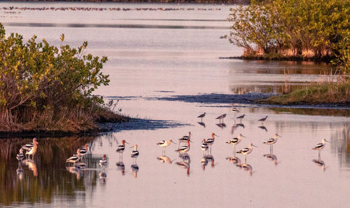 View of birds in lake