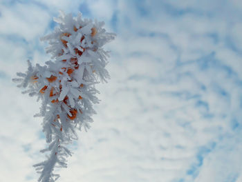 Closeup of a dry, frosted plant in a sunny winter day.