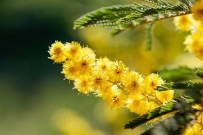 Close-up of yellow flowering plant