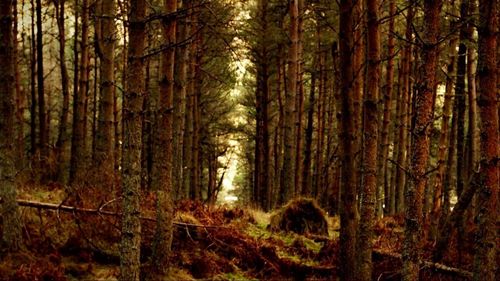 View of trees in the forest