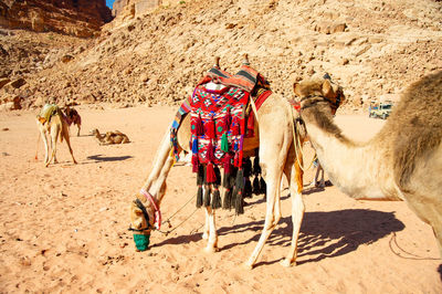 Rear view of camels in desert