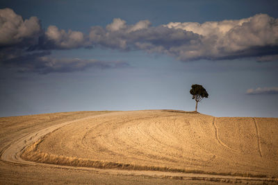 Plant growing on field against sky