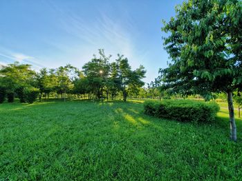 Trees on field against sky