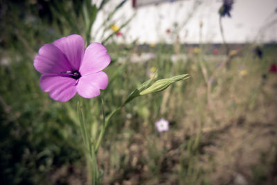 Close-up of pink flowering plant on field