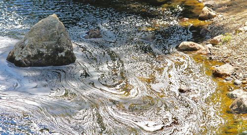 High angle view of turtle in water