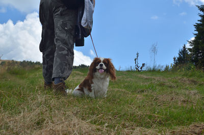 Adorable dog, cavalier king charles spaniel,  walk with her best friend dressed in casual clothes