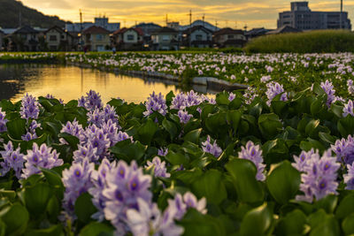 Nara prefecture water hyacinth