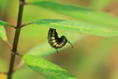 Close-up of bee on leaf