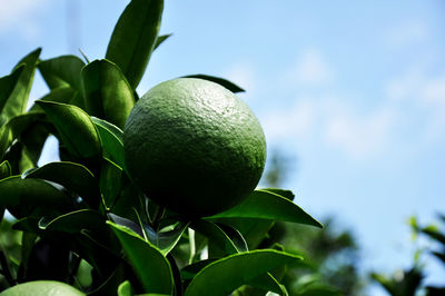 Low angle view of fruits on tree against sky