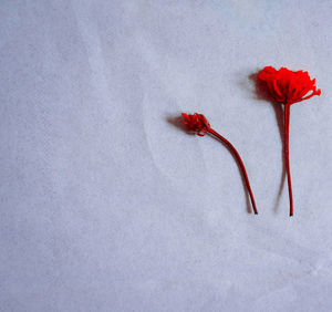 Close-up of red rose against white background