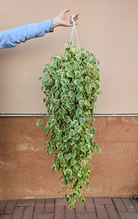 Midsection of person holding plant against wall