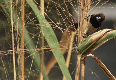 Close-up of bird perching on branch