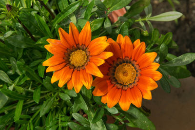 Close-up of orange flower