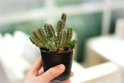 Close-up of hand holding flower pot