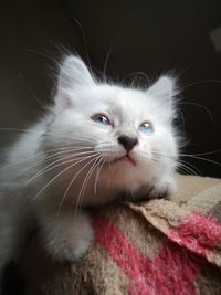 Close-up portrait of a cat