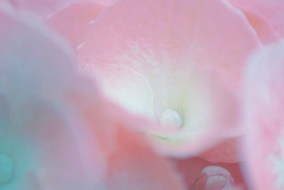 Macro shot of pink rose flower
