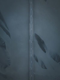 High angle view of fish swimming in sea