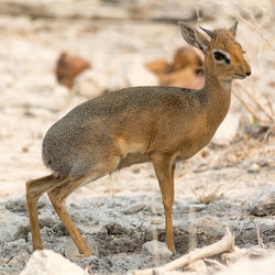 Damara dik dik urinating on barren landscape