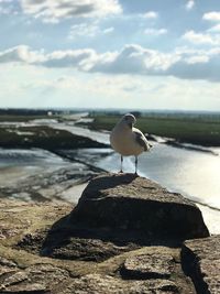 Seagull on rock by sea against sky