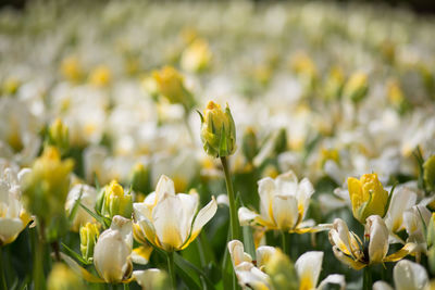 Close-up of yellow flowers blooming in field