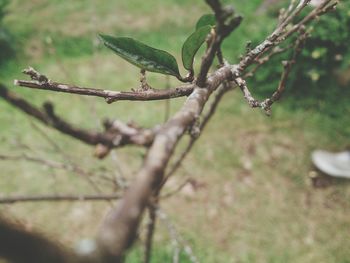 Close-up of plant against blurred background