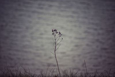 Close-up of plant against blurred background