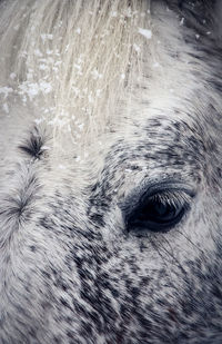 Close-up of horse with snow