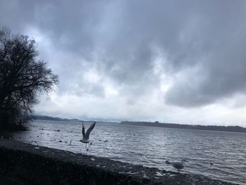 Seagull flying over sea against sky