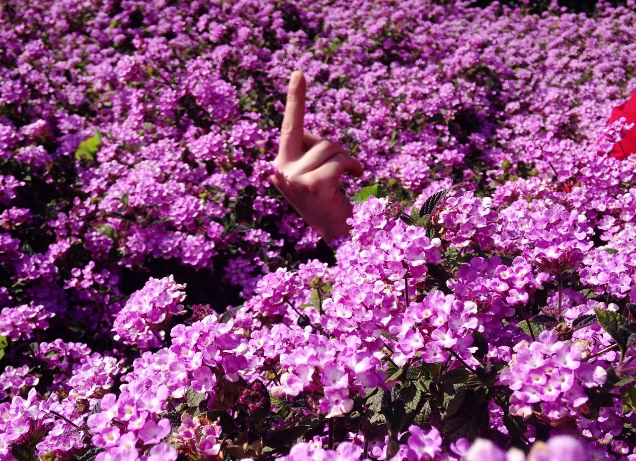 flower, purple, growth, springtime, nature, human body part, blossom, one person, freshness, beauty in nature, day, outdoors, fragility, people, lilac, human hand