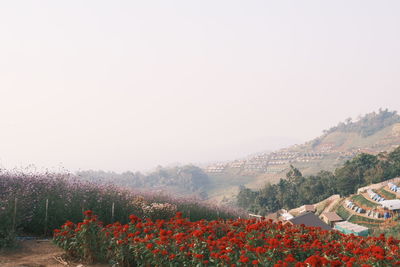 Scenic view of flowering plants on field against clear sky