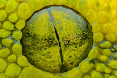 Full frame shot of fruit