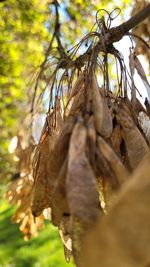 Close-up of dry leaves on branch