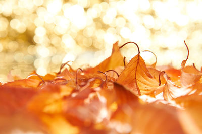 Close-up of autumn leaves