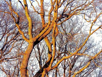 Low angle view of bare tree against sky