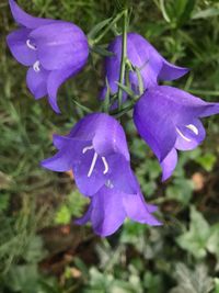 Close-up of purple iris flower