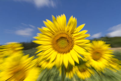 Close-up of yellow sunflower on field