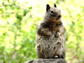 Close-up of squirrel sitting on tree