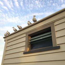 Low angle view of bird perching on building