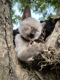 High angle view of a cat on tree
