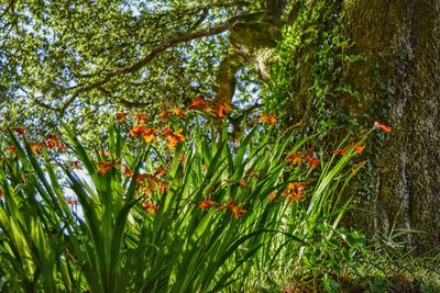 Low angle view of flowers