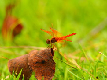 Close-up of insect on plant