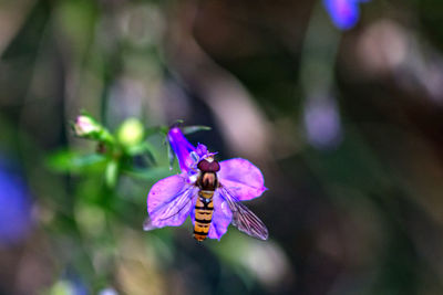 Close-up of butterfly pollinating on purple flowering plant