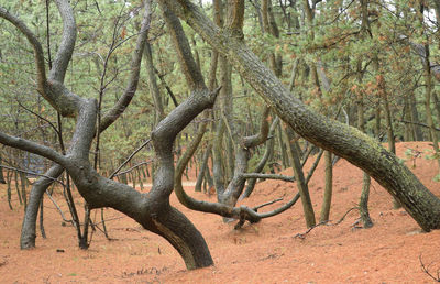 View of deer in forest